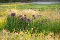 Lawn with meadow of grasses and Allium christophii - Collector earl's garden, Arundel Castle, West Sussex
