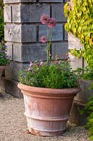 Terracotta pot with Alliums - Collector Earl's garden designed by Julian and Isabel Bannerman - Arundel Castle, West Sussex