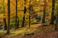 A view of an autumn woodland clearing with tree trunks and fallen leaves.