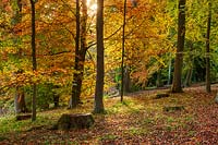 A view of an autumn woodland clearing with tree trunks and fallen leaves.
