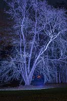 Tree lit at night, Blenheim Palace, Oxfordshire, November.