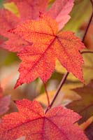 Leaves of Acer x freemanii - Autumn Blaze, October.