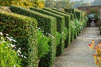 Clipped Privet topiary against wall with containers with white Argyranthemums - Bourton House Garden, Gloucestershire, September
