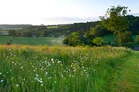 Wildflower meadow with view of countryside - Ox eye daisies - Leucanthemum vulgare - Brockhampton cottage, Herefordshire