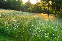 Wildflower meadow with Ox eye daisies - Leucanthemum vulgare - Brockhampton cottage, Herefordshire