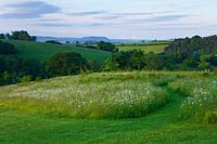 Wildflower meadow with Ox eye daisies - Leucanthemum vulgare - Brockhampton, Herefordshire 