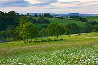 Wildflower meadow with Ox eye daisies - Leucanthemum vulgare - Brockhampton, Herefordshire 