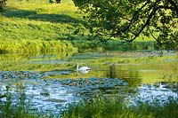 Swan on lake, Brockhampton, Herefordshire.