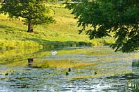Lake with swan, Brockhampton, Herefordshire.
