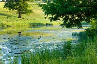 Lake in summer, Brockhampton, Herefordshire.