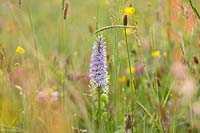 Dactylorhiza fuchsii - Common spotted orchid, Brockhampton cottage, Herefordshire.