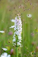 Dactylorhiza majalis - Southern marsh orchid, Brockhampton, Herefordshire.