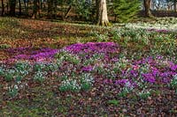 Cyclamen coum and Snowdrops, Colesbourne park, Gloucestershire, February.