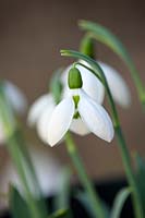 Snowdrop - Galanthus elwesii 'Joy Cousins', Gloucestershire, February.