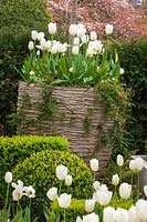 Box topiary  with white tulips 'Purissima', London, April.