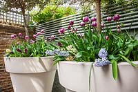 Containers with Tulips and Hyacinth, London, April.