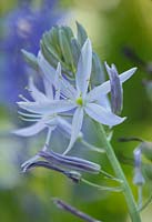 Pale 'Blue' flower of Camassia, May.