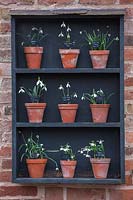 Wooden snowdrop theatre against wall - Galanthus, Warwick, February.