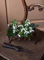 Old chair with planted Galanthus and secateurs, Warwick, February.