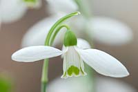 Snowdrop - Galanthus elwesii 'Warwickshire Gemini', Warwick, February.