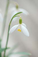 Snowdrop - Galanthus 'Nivalis' 'Blonde Inge', Warwick, February.