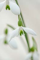 Snowdrop - Galanthus rizehensis 'Baytop', Warwick, February.