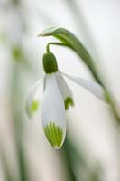 Snowdrop - Galanthus 'Nivalis' 'Viridipice', Warwick, February. 
