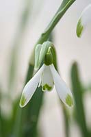 Snowdrop - Galanthus 'Nivalis' 'Viridipice', Warwick, February. 