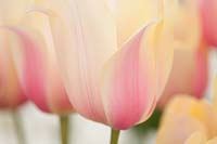 Tulipa 'Blushing Lady'.