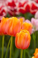 Late tulip - Tulipa 'Dordogne', Holland, April.