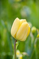 Tulipa 'Ivory Floradale'. 