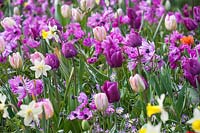 Spring bulb planting at Keukenhof Gardens, The Netherlands, including Narcissus 'Peeping Jenny', Tulipa 'Negrita', Tulipa 'New Design', Tulipa 'Passionale' and Anemone coronaria 'Dubbel Admiral'. 