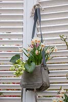 Old satchel planted with Narcissus and Hellebores, Holland, April.