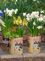 Old olive cans planted with Narcissus and Hyacinths, Holland, April.