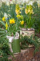 Narcissi and Hyacinthus planted in recycled containers at Keukenhof Gardens, The Netherlands.  

KEUKENHOF GARDENS, HOLLAND: THE NETHERLANDS - RECYCLING GARDEN - OLD OLIVE CAN AND MUG  PLANTED WITH NARCISSUS AND HYACINTHS, CONTAINER, REUSED, RECYCLING, UPCYCLED. WALL