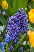 Hyacinth - Hyacinthus 'Blue Jacket', Holland, April.