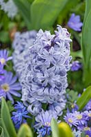 Hyacinth - Hyacinthus orientalis aida, Holland, April.