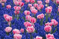 Tulipa 'Foxtrot' and Muscari armeniacum,  Holland, April.