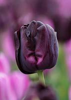 Tulipa 'Paul Scherer'. 