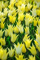 Tulips - Tulipa 'Sapporo', Holland, April.