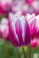 Tulipa 'Synaeda Blue', Holland, April.