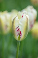 Tulipa 'Flaming Springgreen'. 