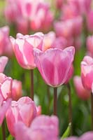 Tulipa 'Mistress' - Holland, April