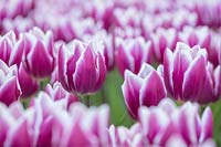 Tulipa 'Marilyn', Holland, April.