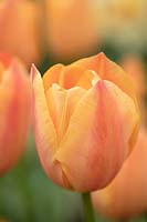 Tulipa 'Stunning Apricot'