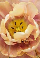 Tulipa 'La 'Belle' Epoque'