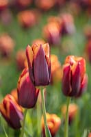 Triumphator tulip - Tulipa 'Slawa', May.