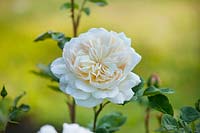 Rosa madame alfred carriere, Surrey, June.