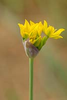 Allium moly 'Jeannine', May.