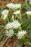 Allium oreophilum crenulatum, May.